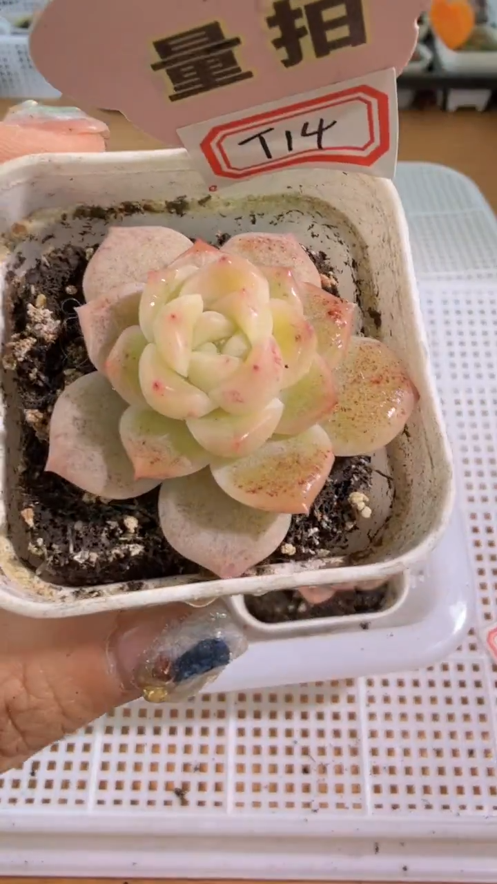 T14 单双混 五方一盆 量拍混发