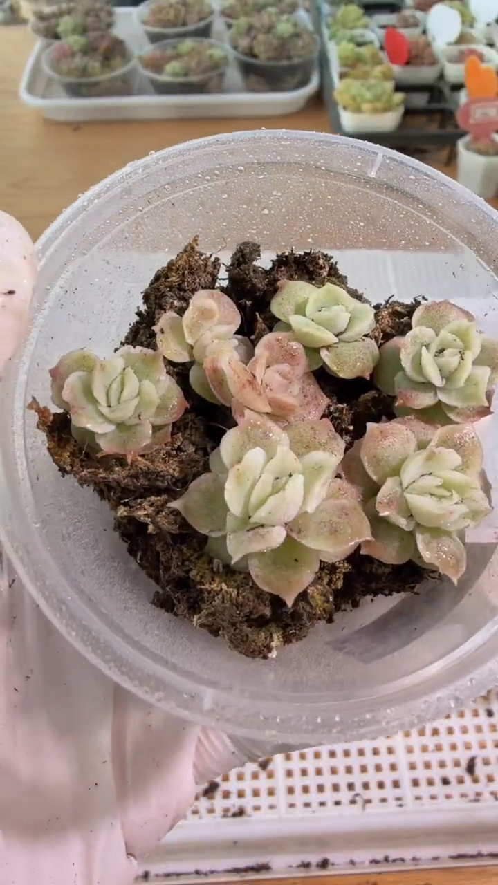 虾饺单双混 7颗量拍混发 满9.9包邮