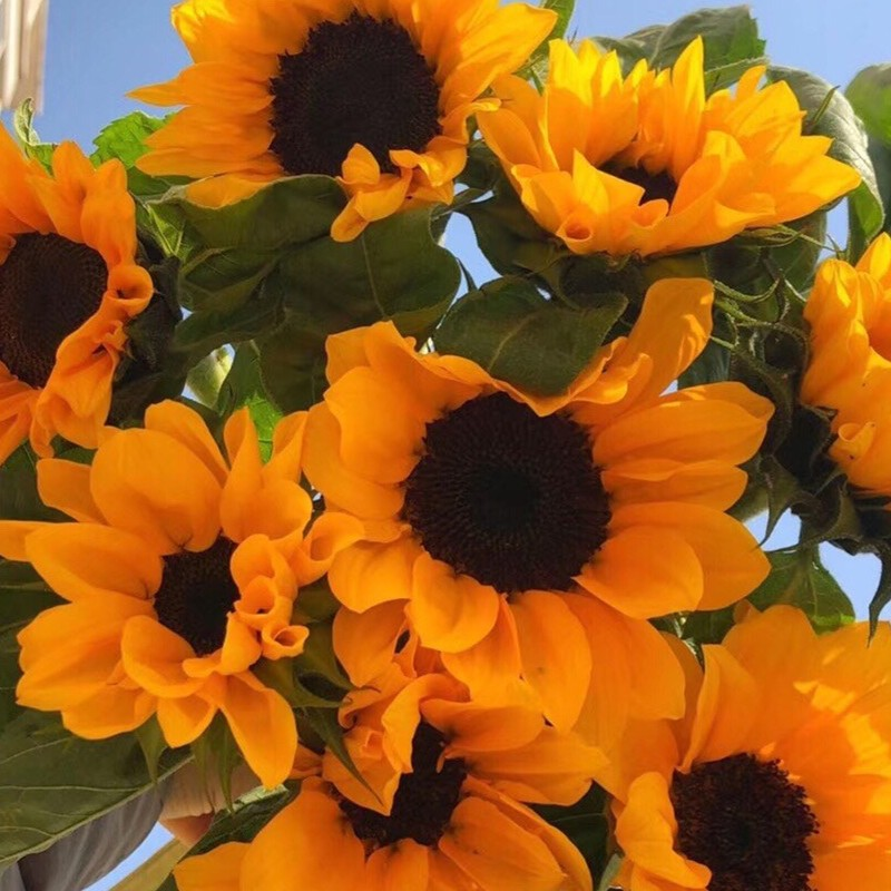 迷你小头向日葵15支积极阳光型花材 批发花店摆地摊直发一件包邮