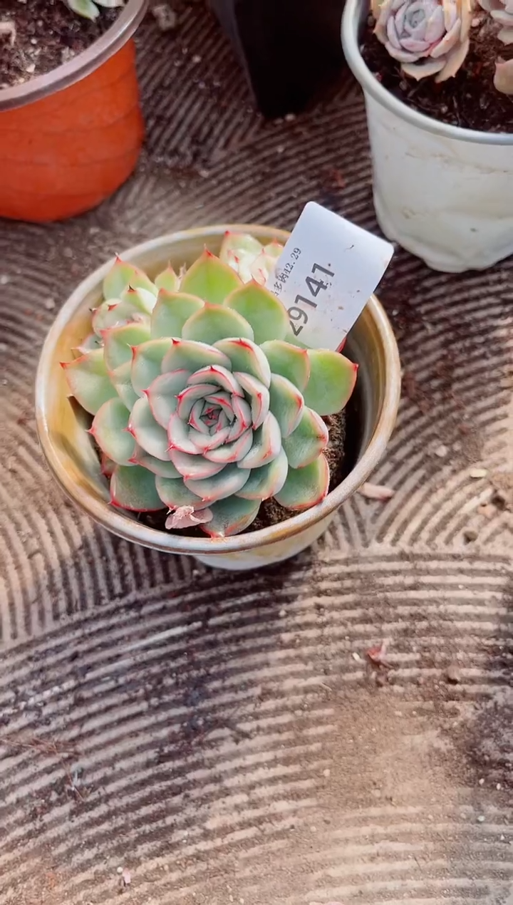 夏*跃跃精品多肉29141