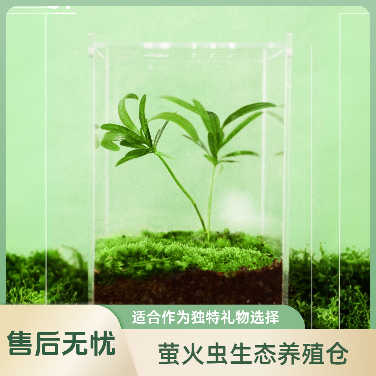 萤火虫幼虫饲养观察套装工位桌面摆件礼物