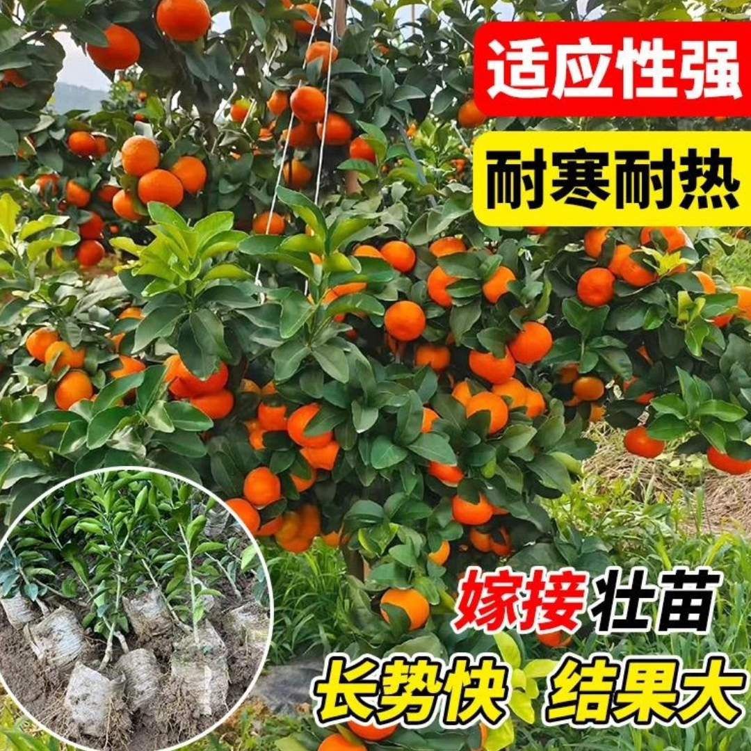 沙糖桔树苗地栽盆栽南方北方种植橘子树苗柑桔果树果苗嫁接砂糖橘