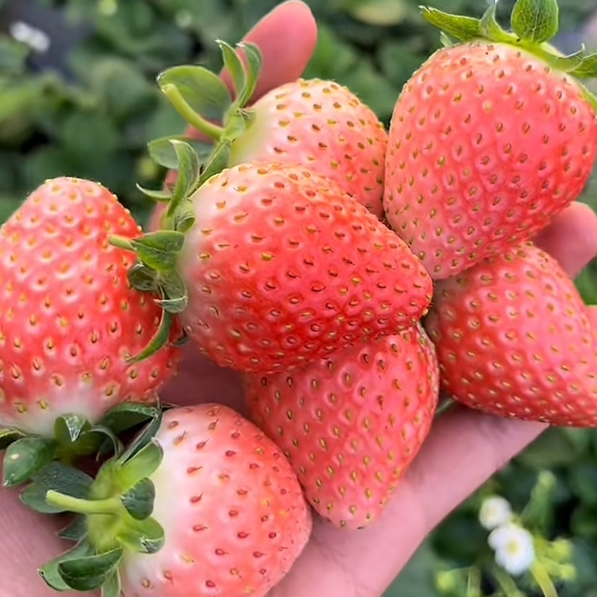【精美包装】顺丰-粉玉2号草莓新鲜采摘不带礼盒