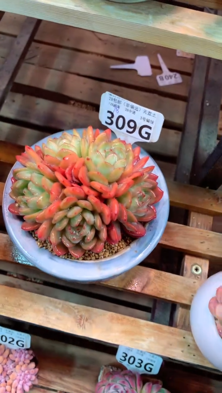 309G（一物一拍，精品多肉，w所见即所得 ）