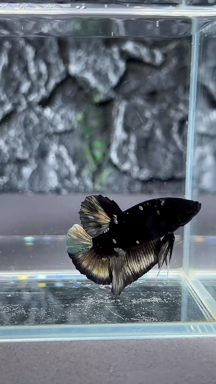 斗鱼竞拍链接A003