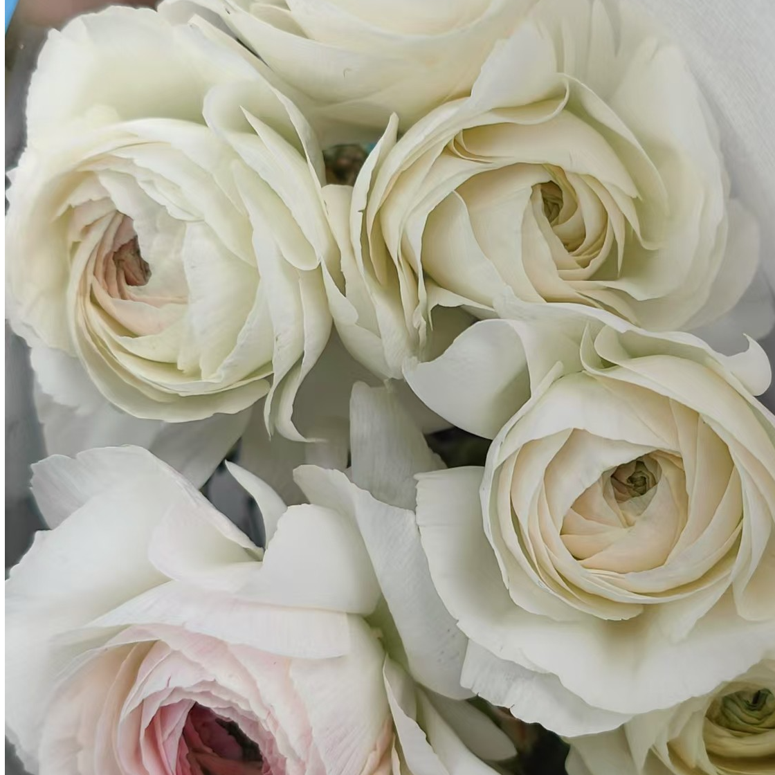超大基地【白月光】洋牡丹家用鲜花/花束 云南鲜花基地直发