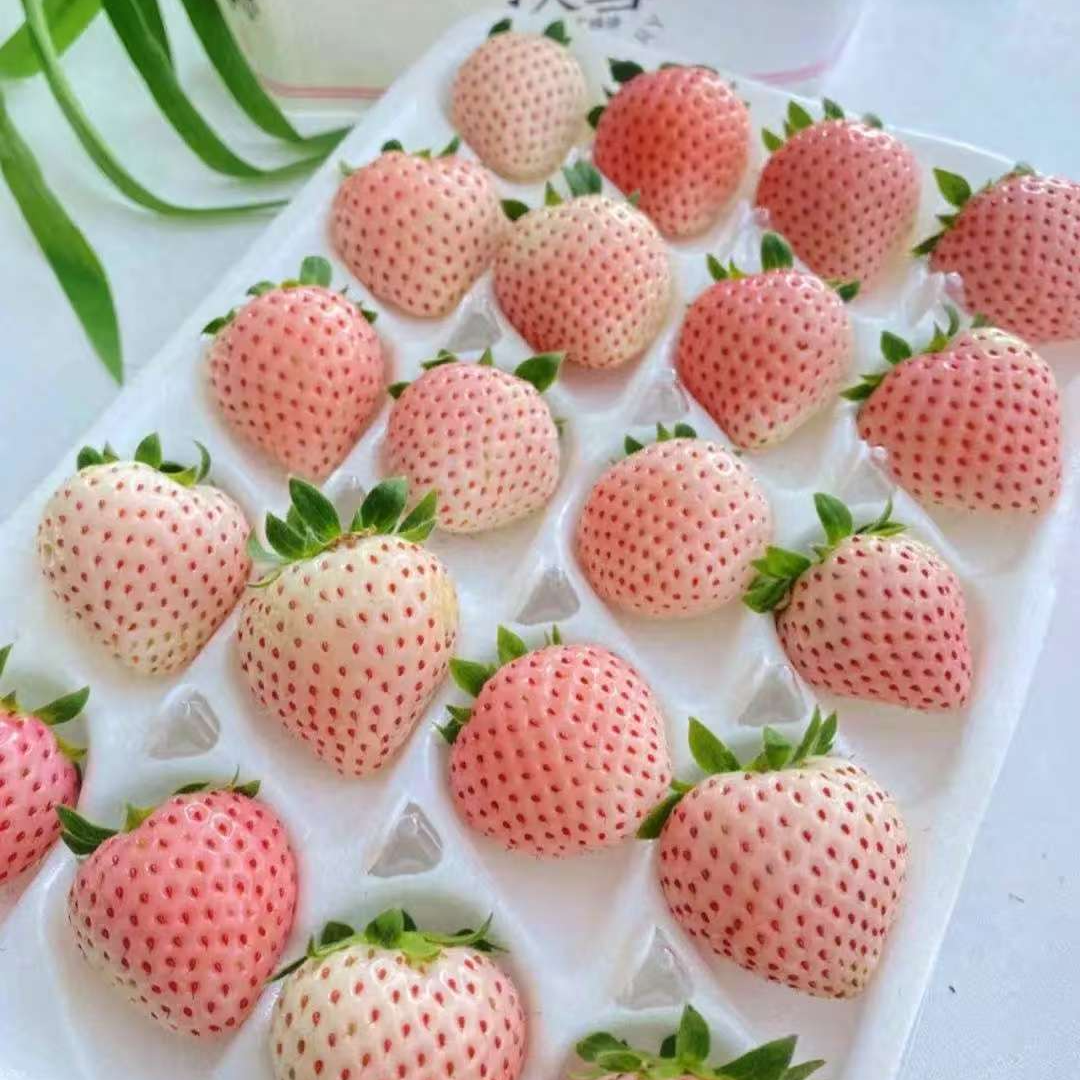 【宇哥果仓】淡雪白草莓20个白色草莓白雪公主水蜜桃味香甜大 现摘现发 顺丰包邮