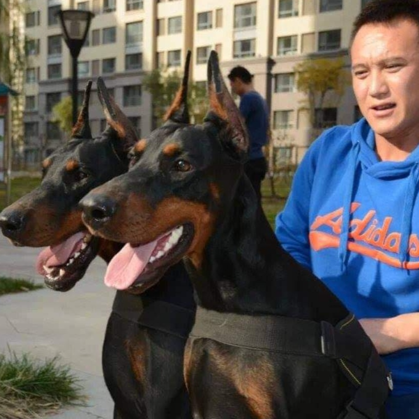 【明日永恒犬舍】狗狗活体