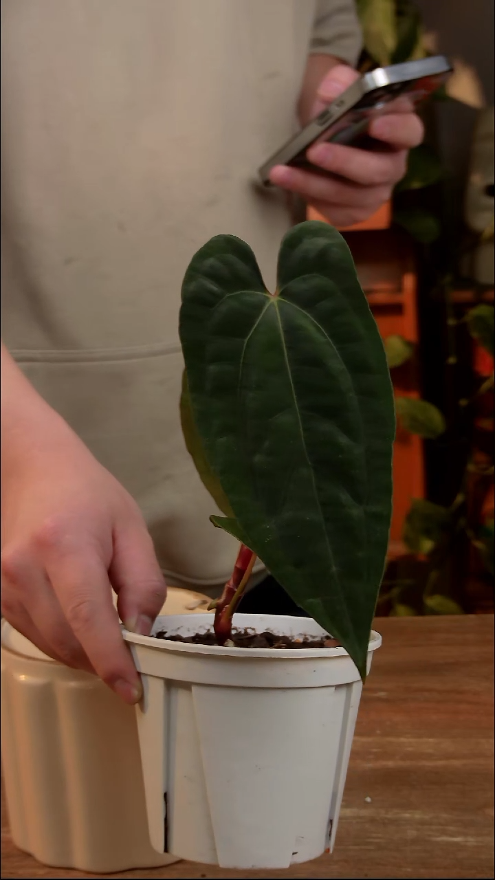 不开花植物梅子酱（籽播）