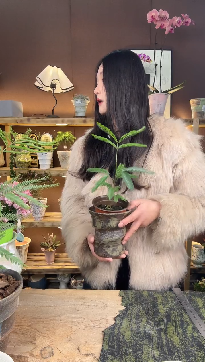 以实际为准J*F猴子加盆一套523