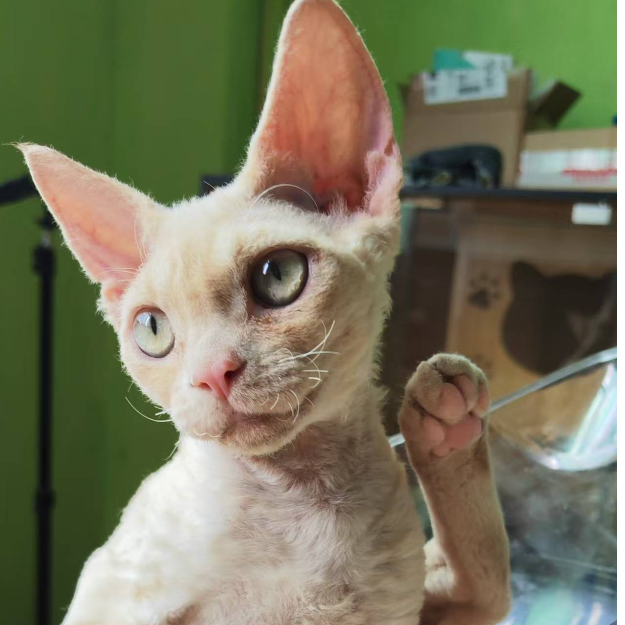 【黄哥】丁香虎斑   生日：25年2月3日   疫苗：2针  