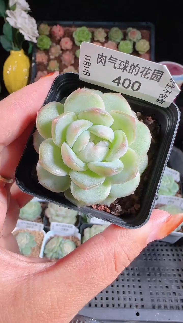 1117-400麦秆群生不包整