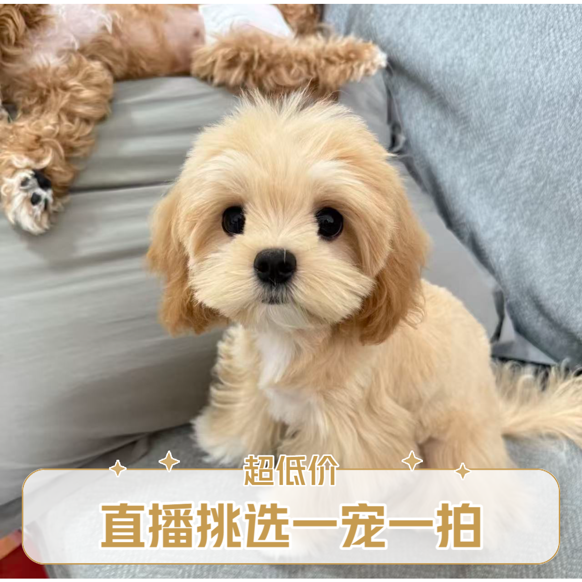 比熊犬马尔泰犬可卡布犬泰迪熊犬直播专用挑选链接