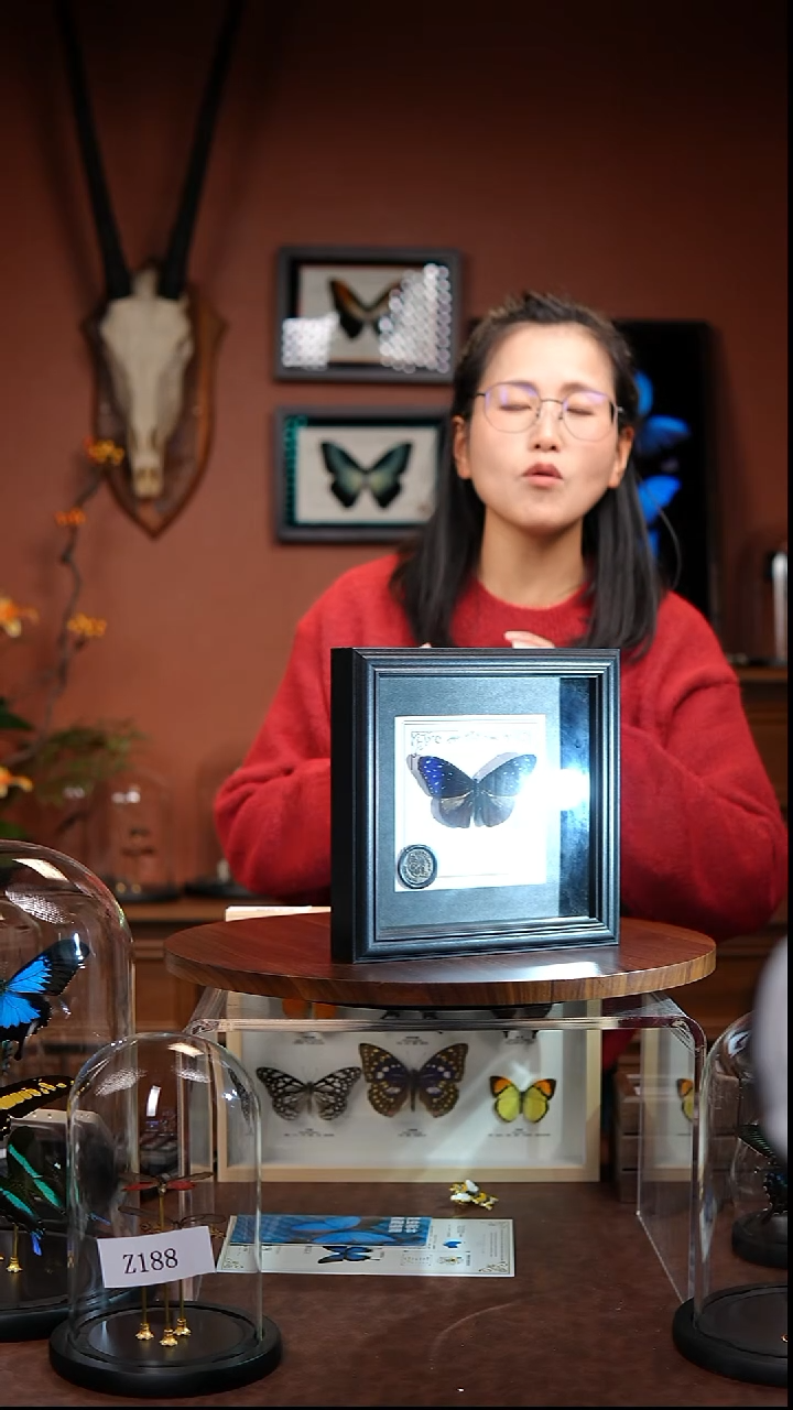 R183      异型紫斑蝶