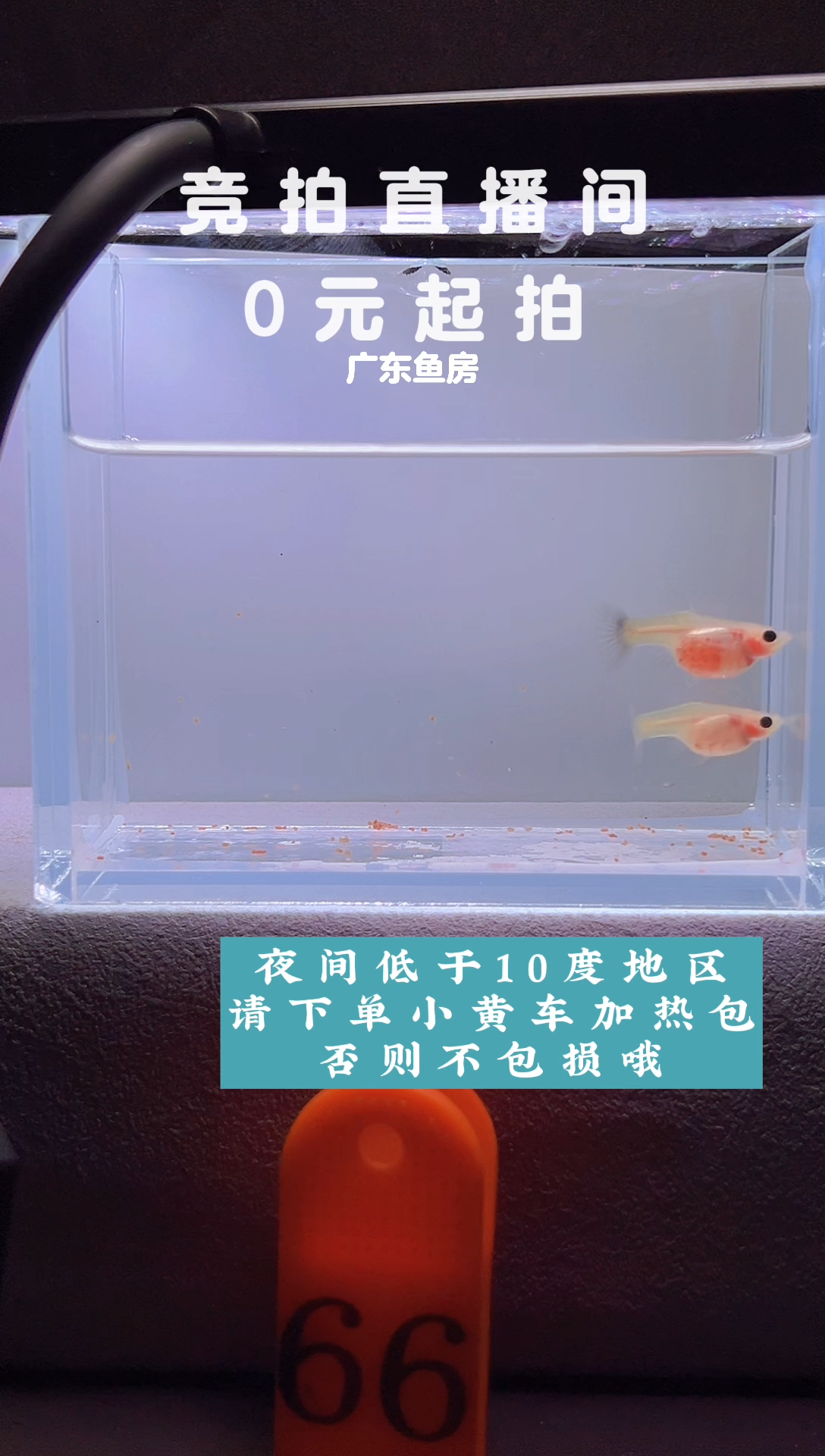 孔雀鱼两条超透带胎母鱼编号66