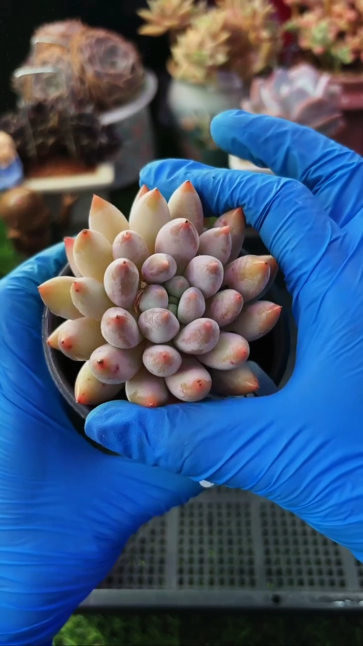 昆明印象多肉06949