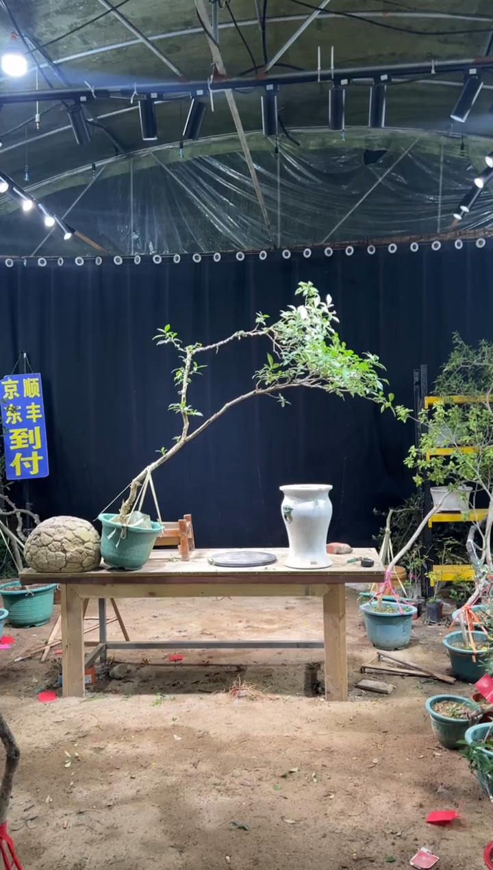 完全开放二**雁海岛栀子花