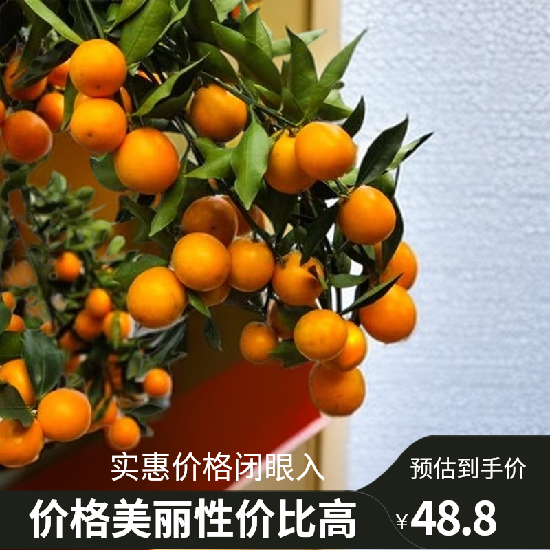 春公子脆皮金桔带果果树苗南北方均可种地栽或盆栽丰产嫁接苗纯甜