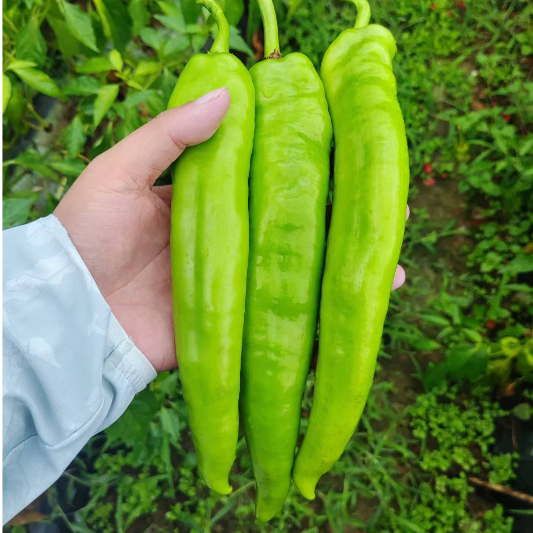 鼎优皇玛早熟抗病大果黄绿皮羊角椒耐高温耐储运辣椒品种