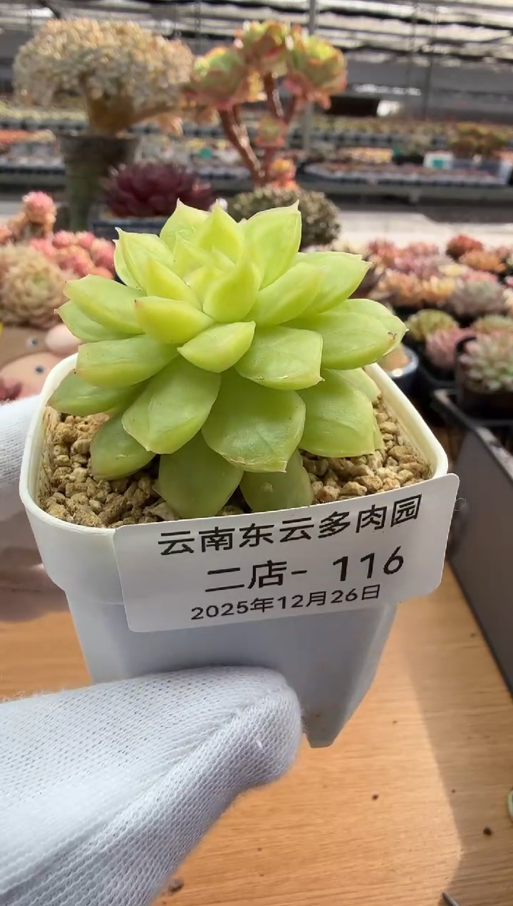 东云多肉园二店-116
