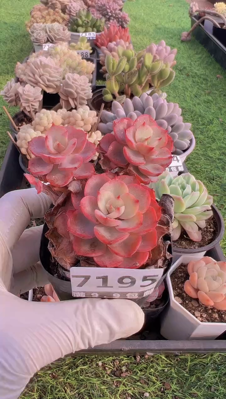 【闪购商品】信福多肉一物一拍