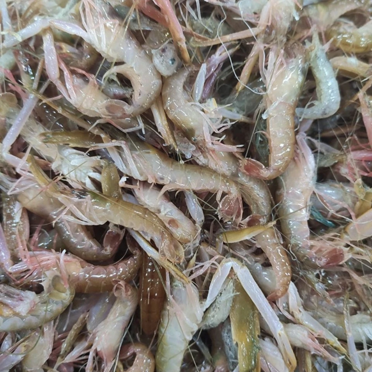 [嫌小勿拍]野生嘎巴虾  3-4斤顺丰包邮速冻发货