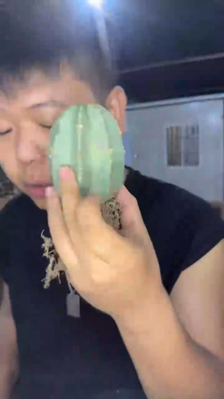 2颗 实生根 单头 微刺虾