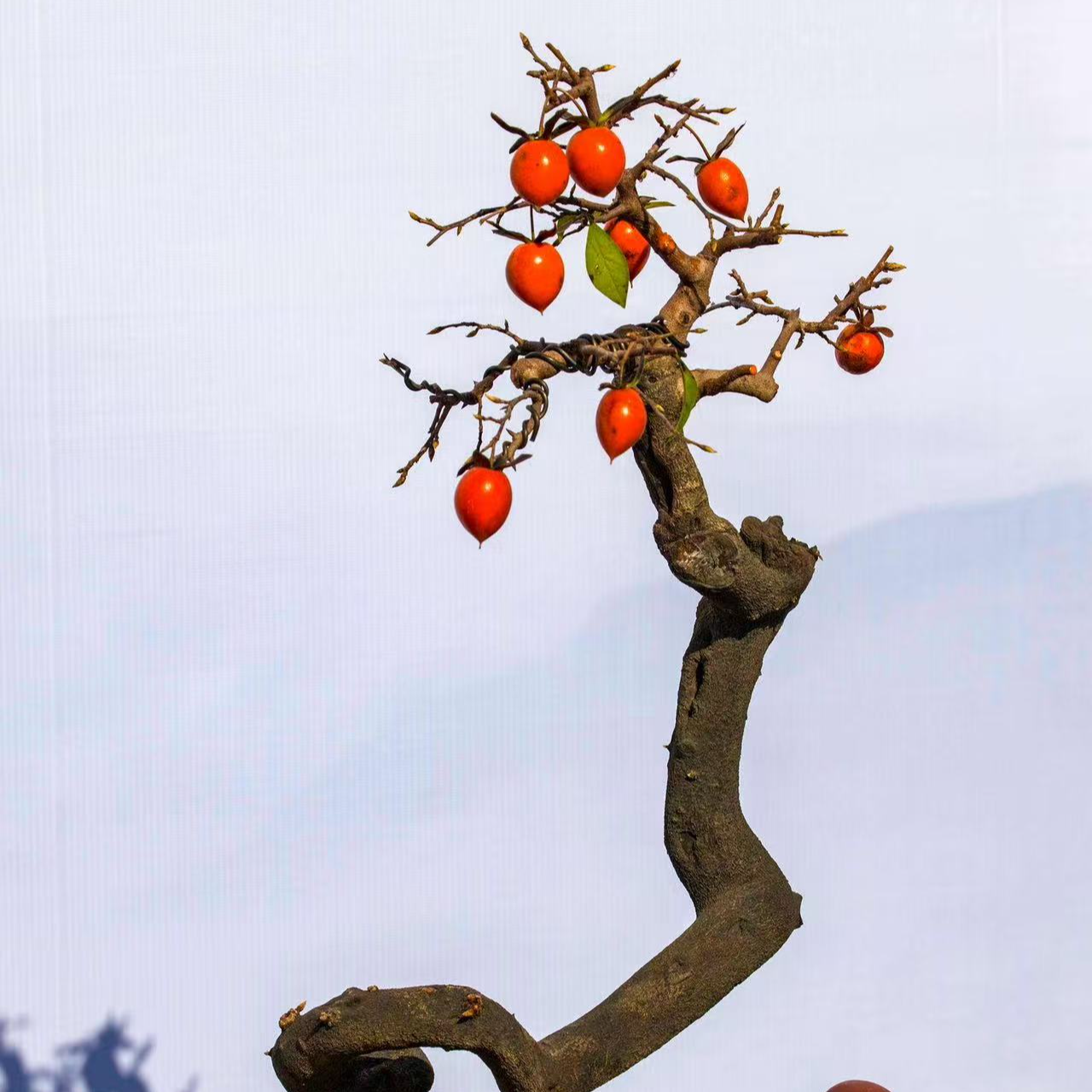 老鸦柿金弹子盆景盆栽素材乌饭树舍利子老桩老桩盆景绿植盆栽