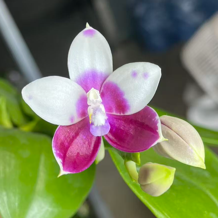 2.5寸 056咖啡盾交蓝孔雀-苗 叶瑕少根 原生趣味兰