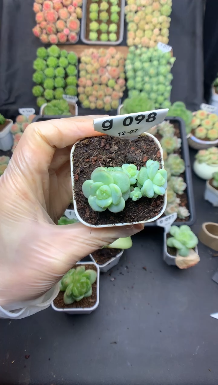 g098 叶插遥遥珍妮 可带盆土 50