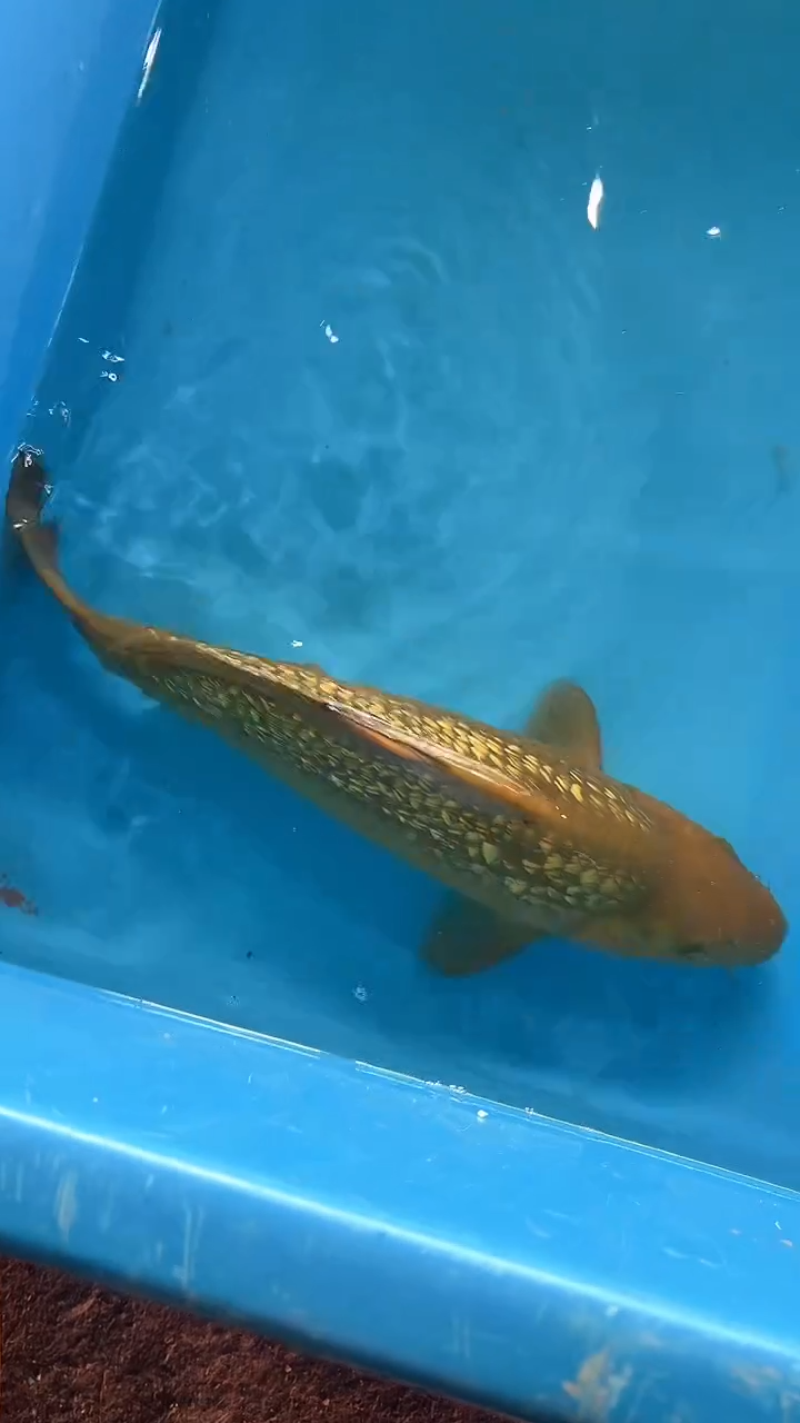 锦鲤太饱锦鲤36cm-48cm不包邮到付具体尺寸和品类以直播间为准