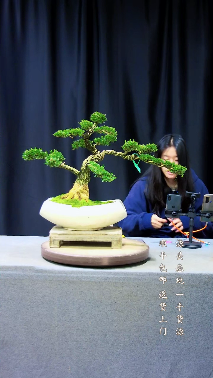 【闪购商品】雀舌黄杨盆景雀舌黄杨盆景