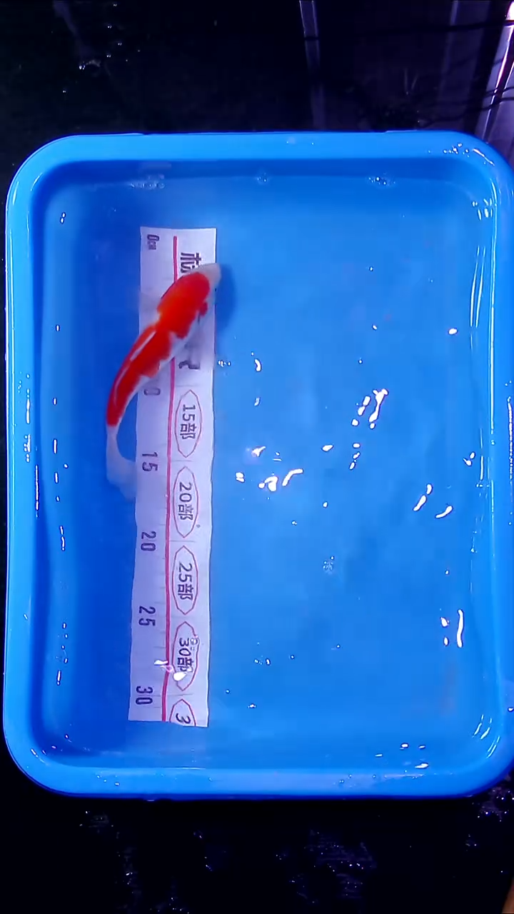 锦鲤锦鲤直播间菁选 对版发货 16