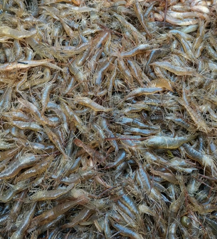 小河虾约500g±50g/份