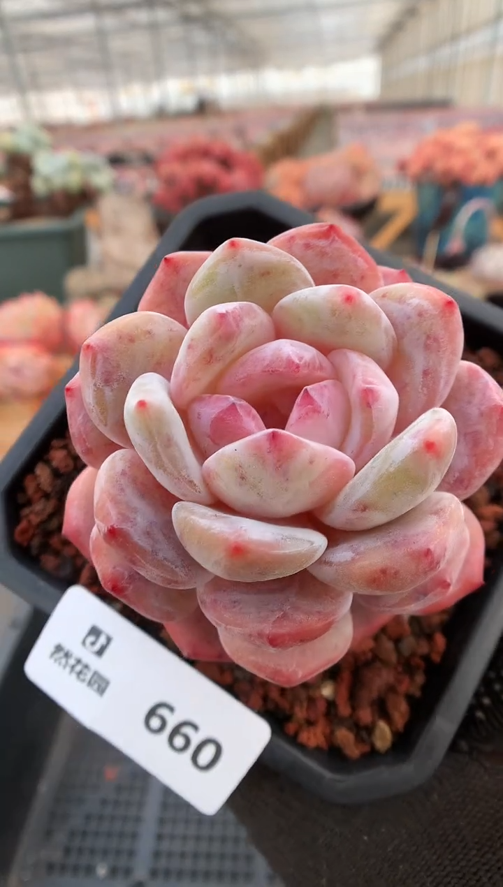 【闪购商品】660星影一物一拍
