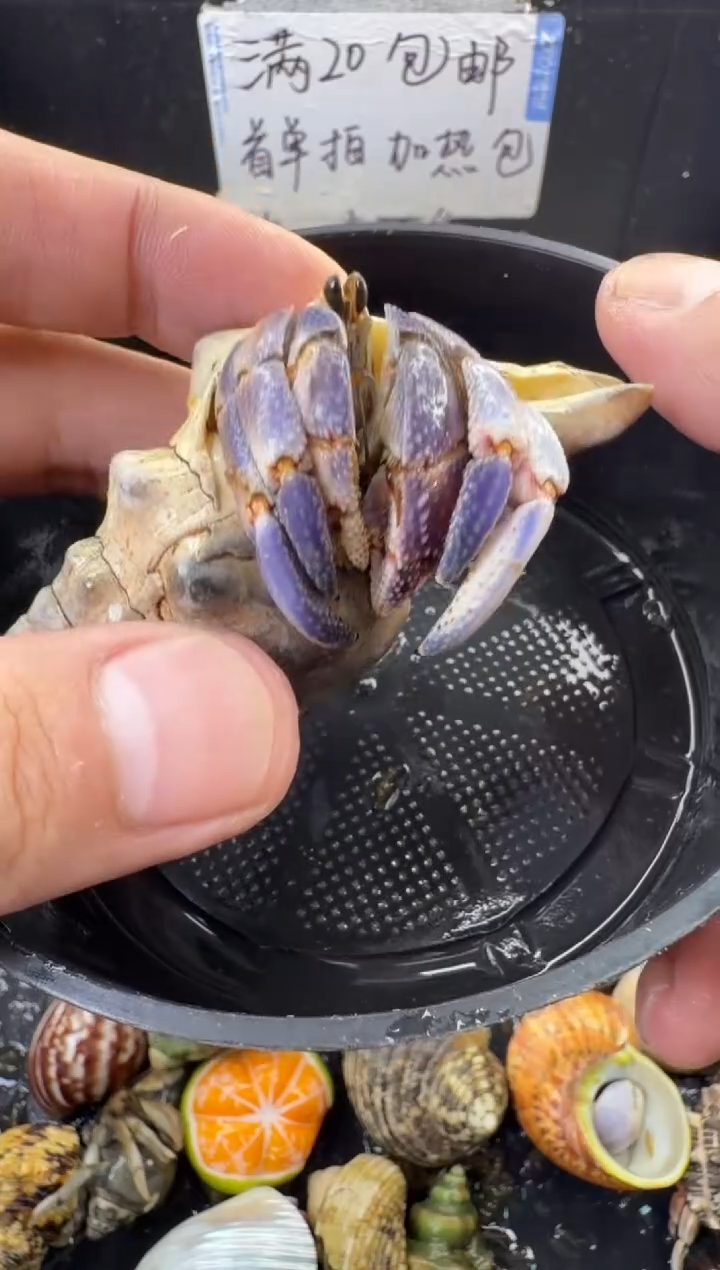 2.5口紫陆一只，不包全品