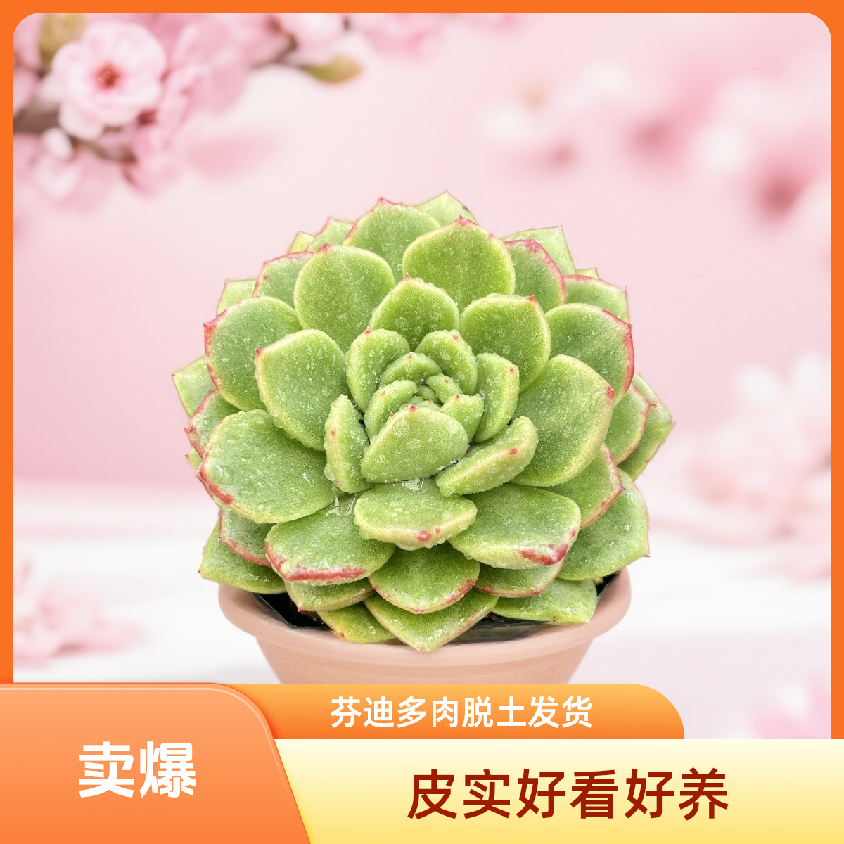 芬迪  冬云系高端品脱土发（实物以直播为准2单包邮）