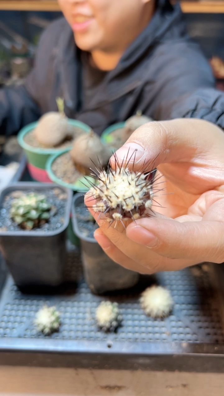 【闪购商品】黑王一代侧无根2.6公分有点歪