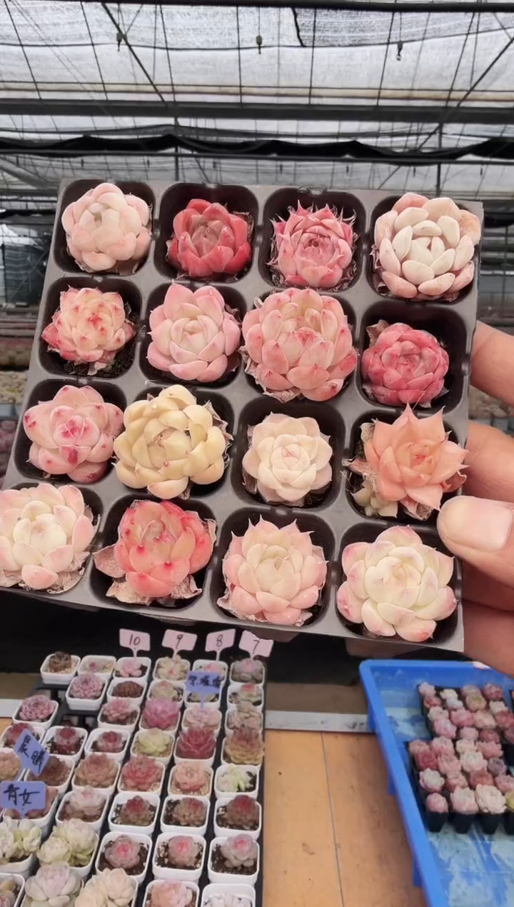 东云多肉园新款-86