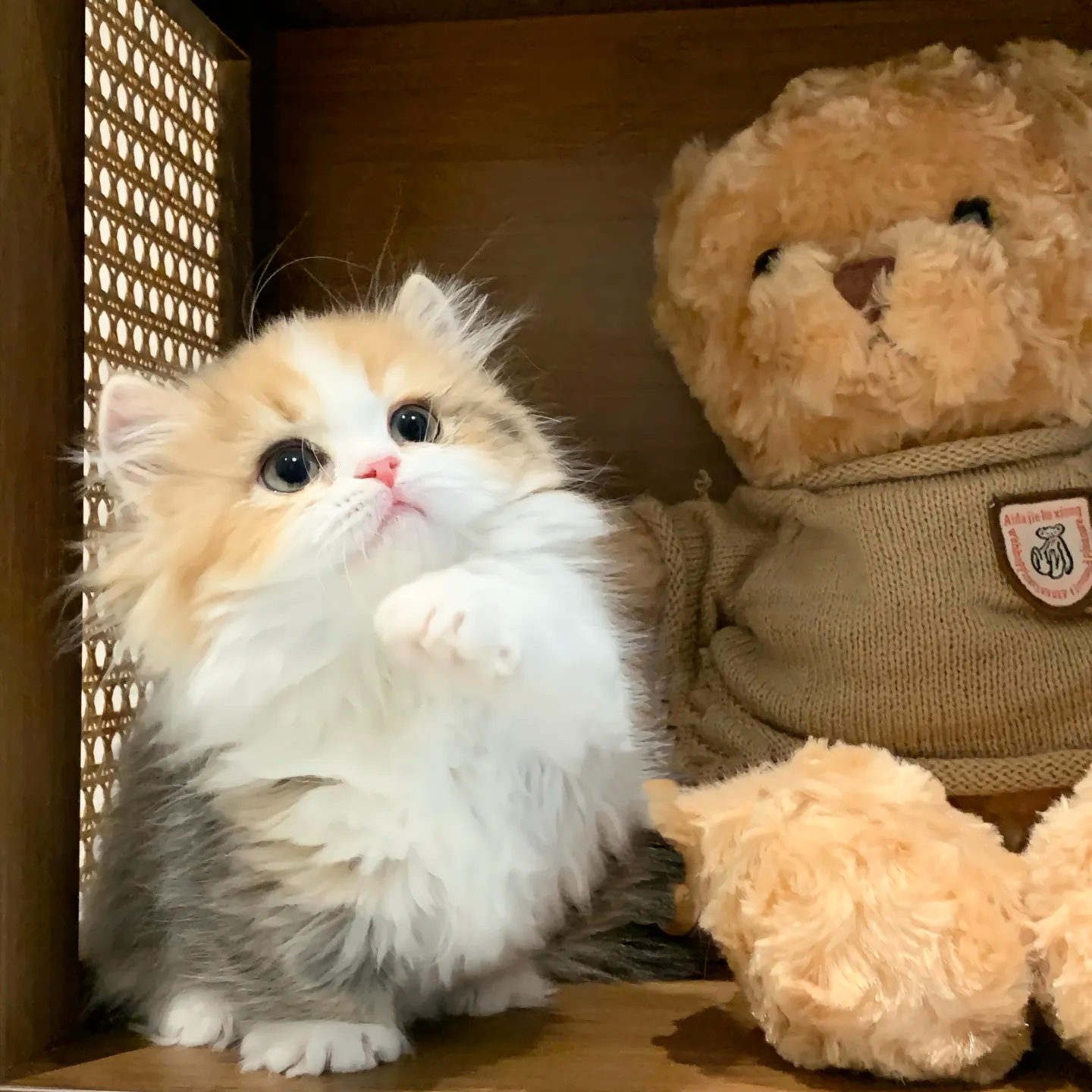 可爱金银渐层英短蓝白猫