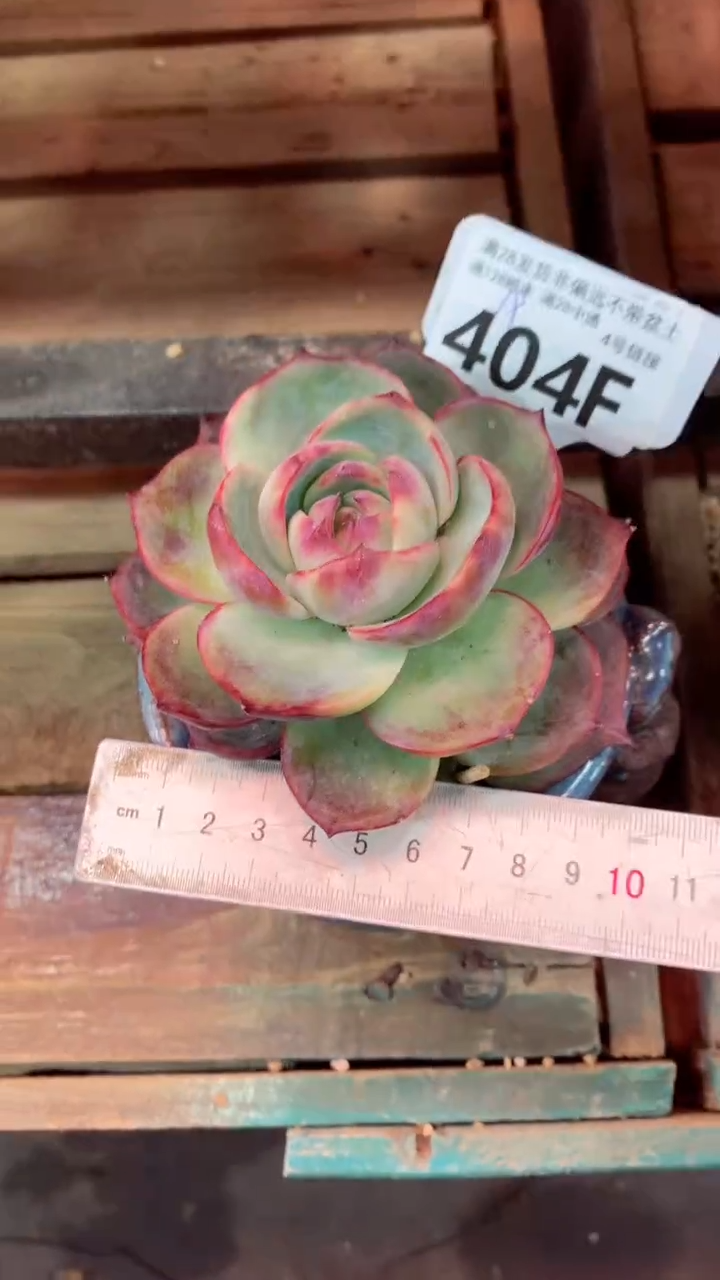 404F（一物一拍实付满28发货，默认不带盆土）