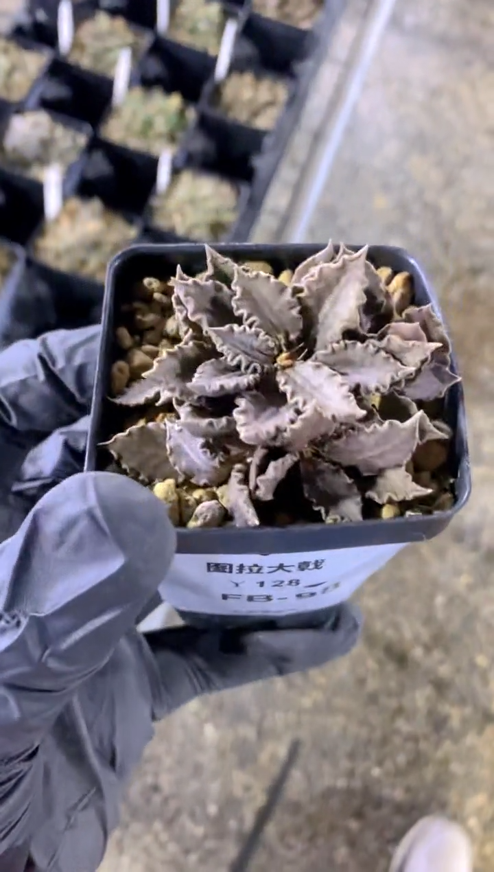 【闪购商品】图拉大戟FB-98