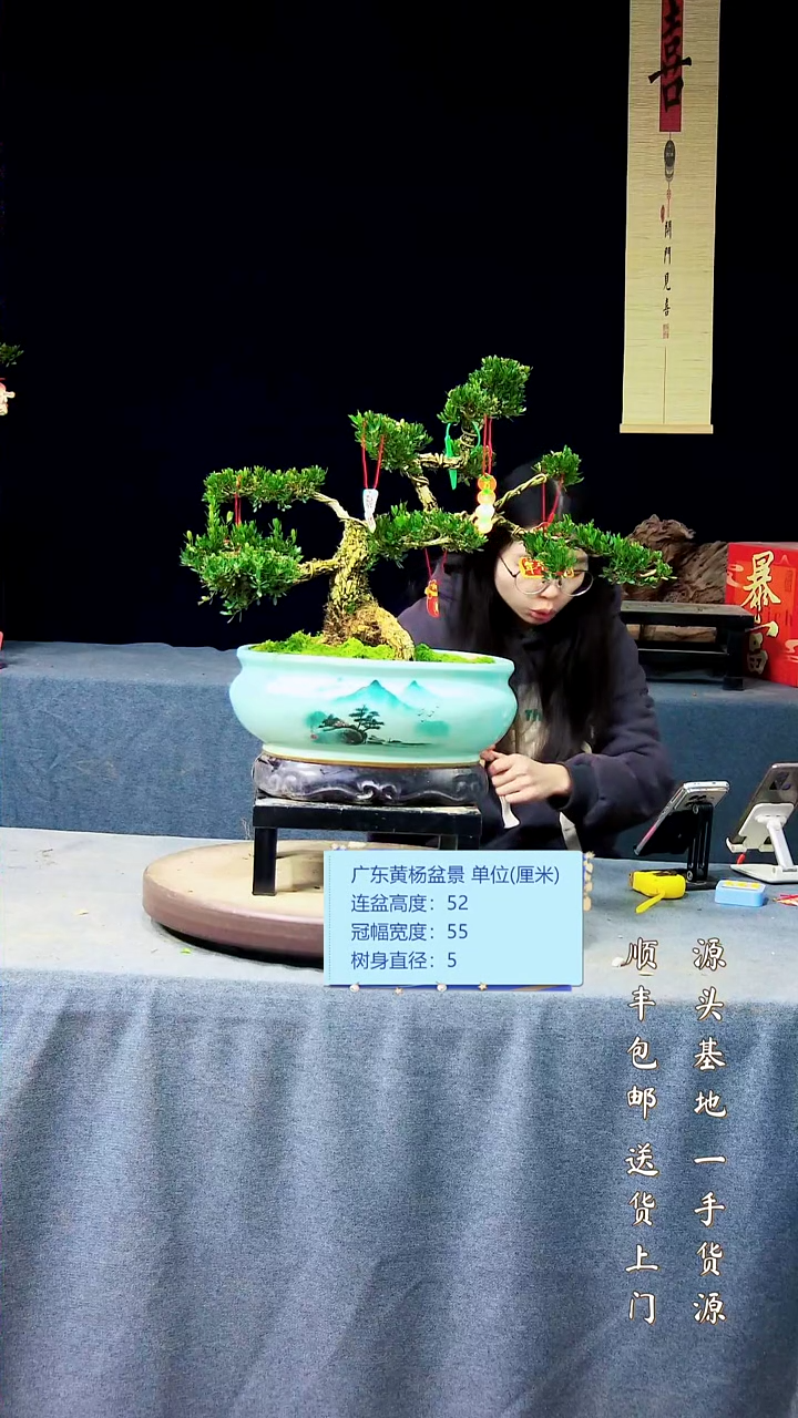 【闪购商品】黄杨盆景黄杨盆景