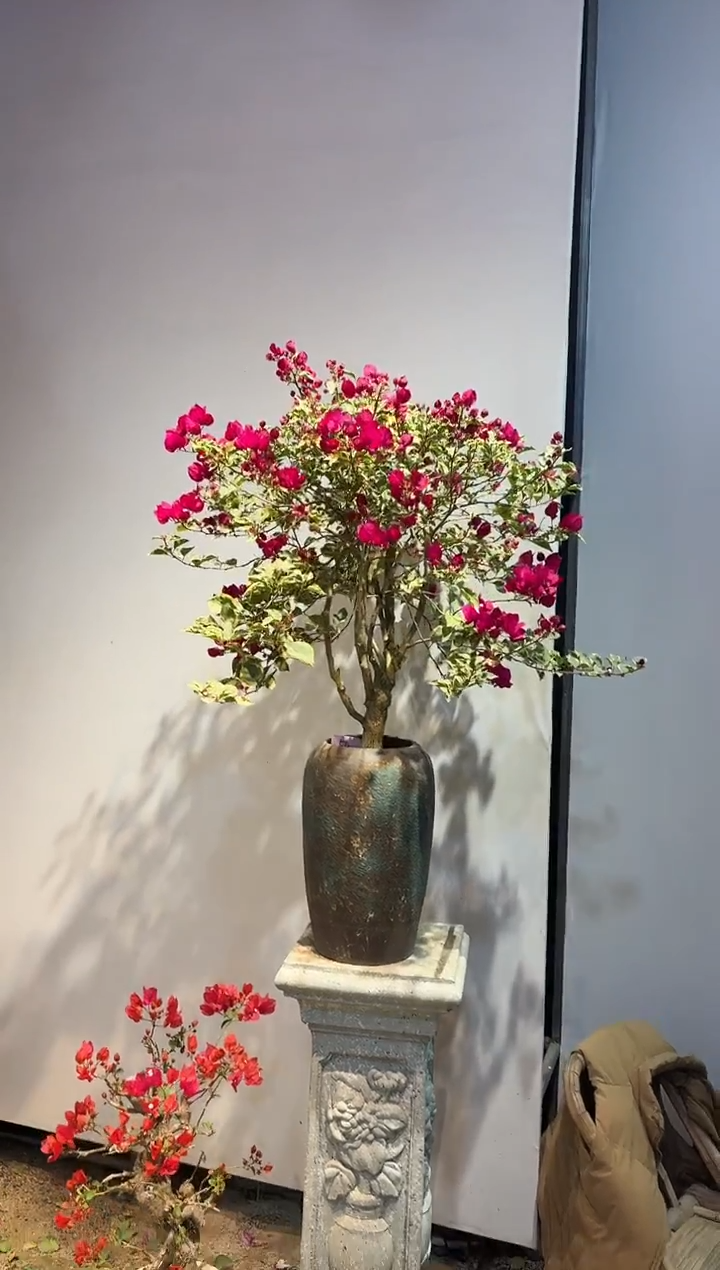 以实际为准三角梅54