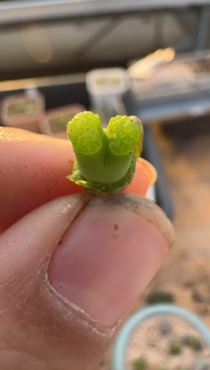 【闪购商品】2.5-278