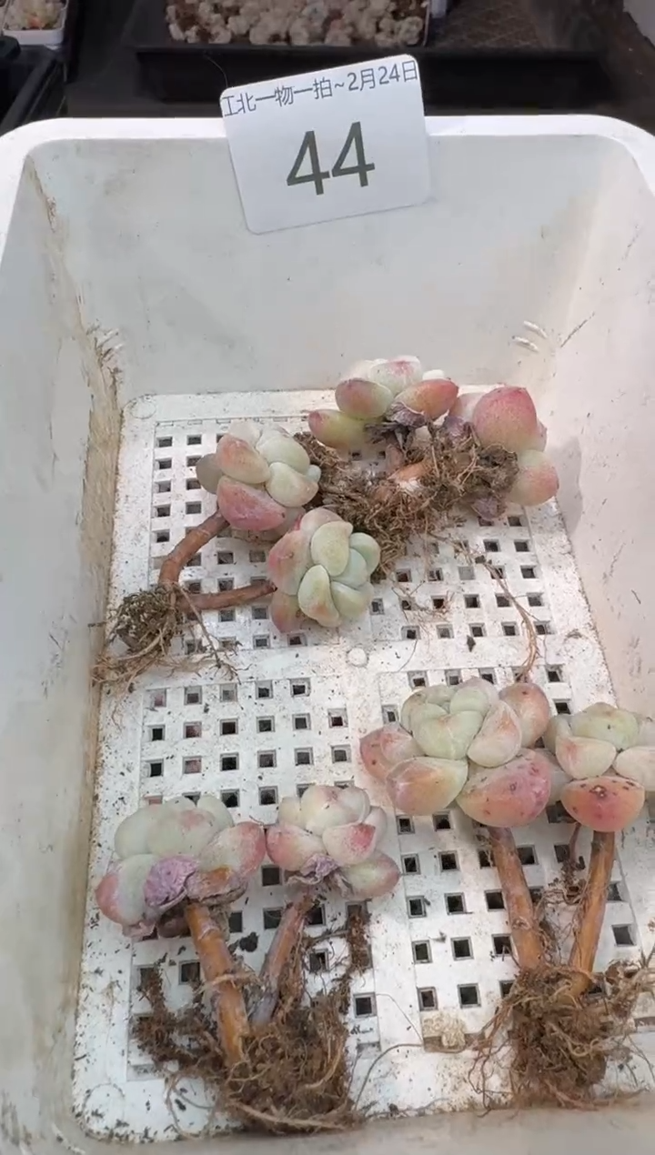 【闪购商品】44号到手1框---江北多肉