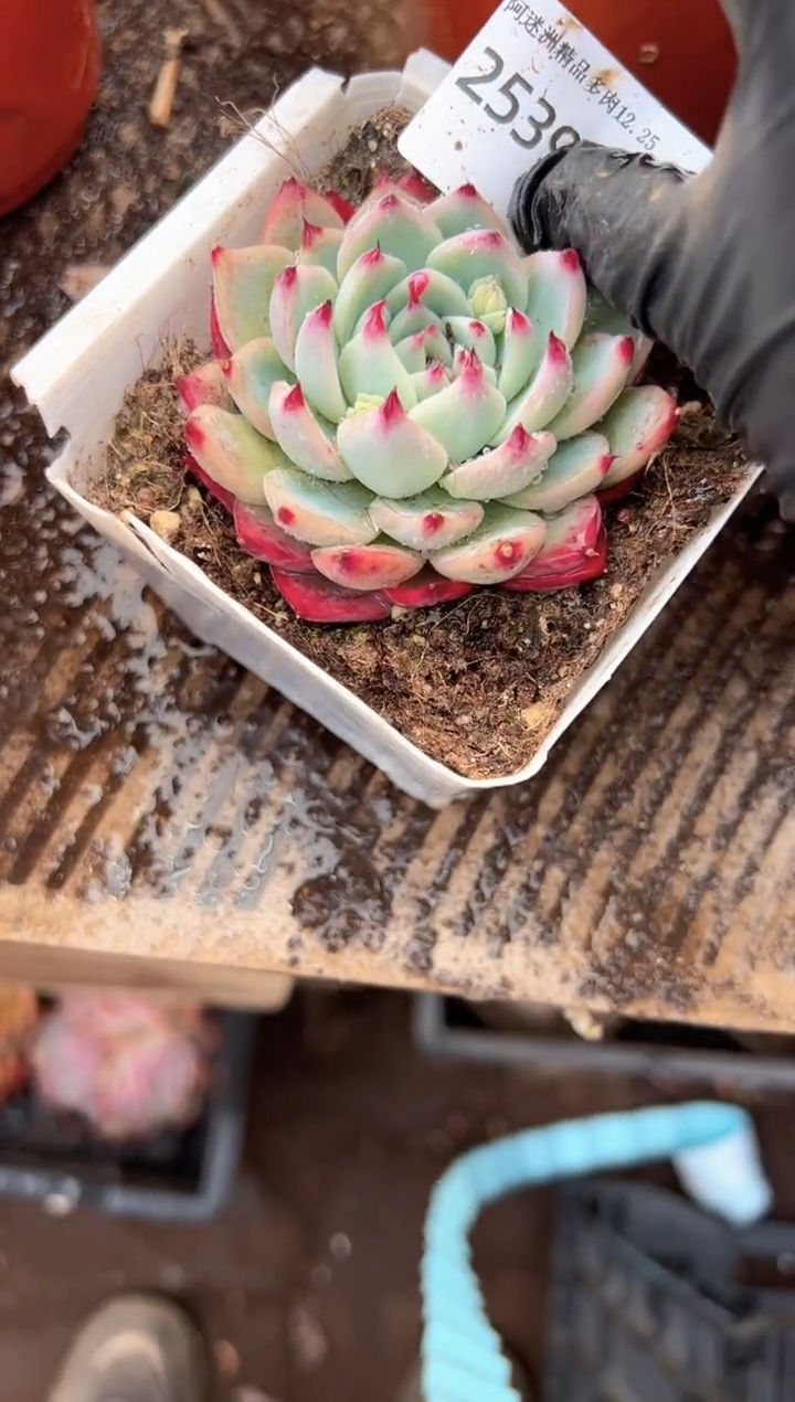 牛****园多肉植物一物一拍25396