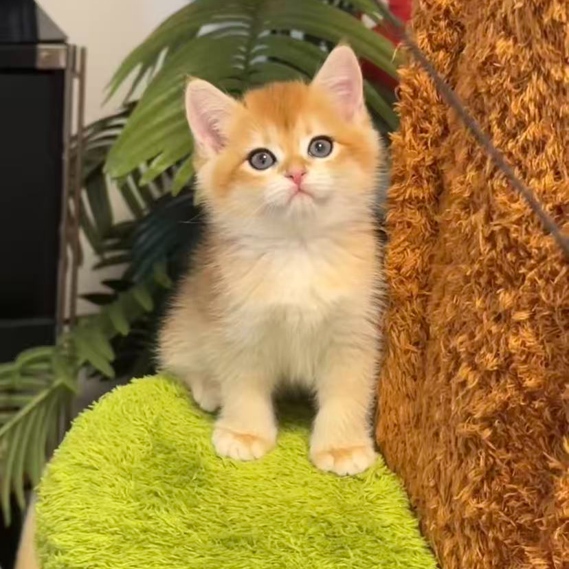金渐层妹妹宠物猫幼猫