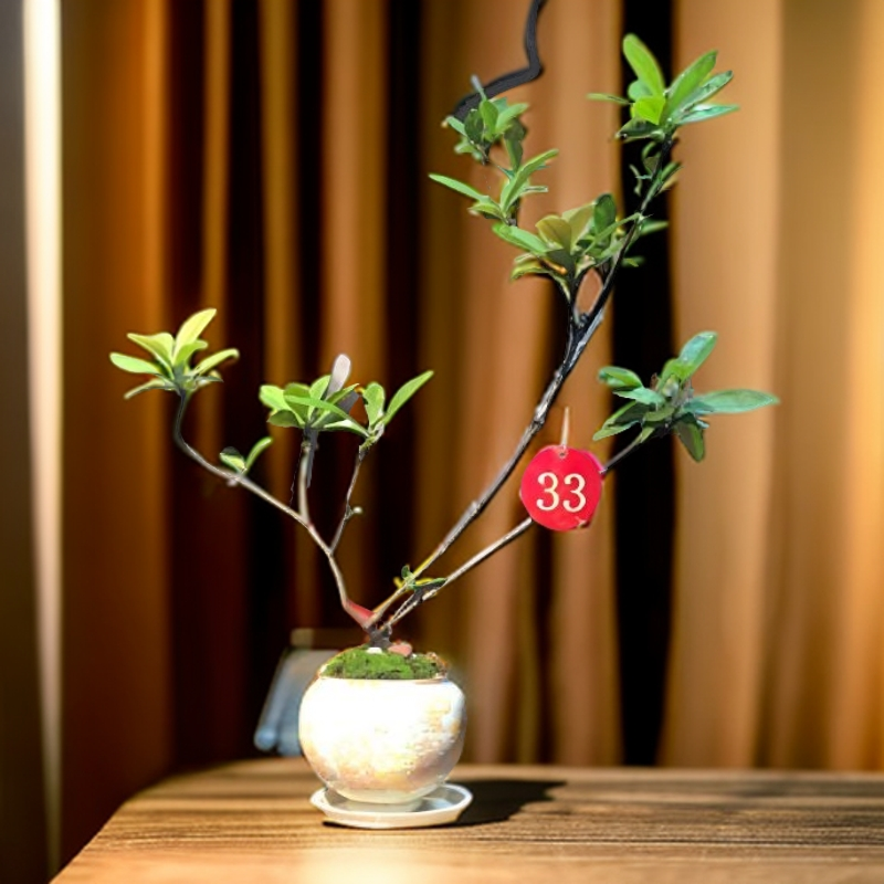 海岛龙船花清新自然之选