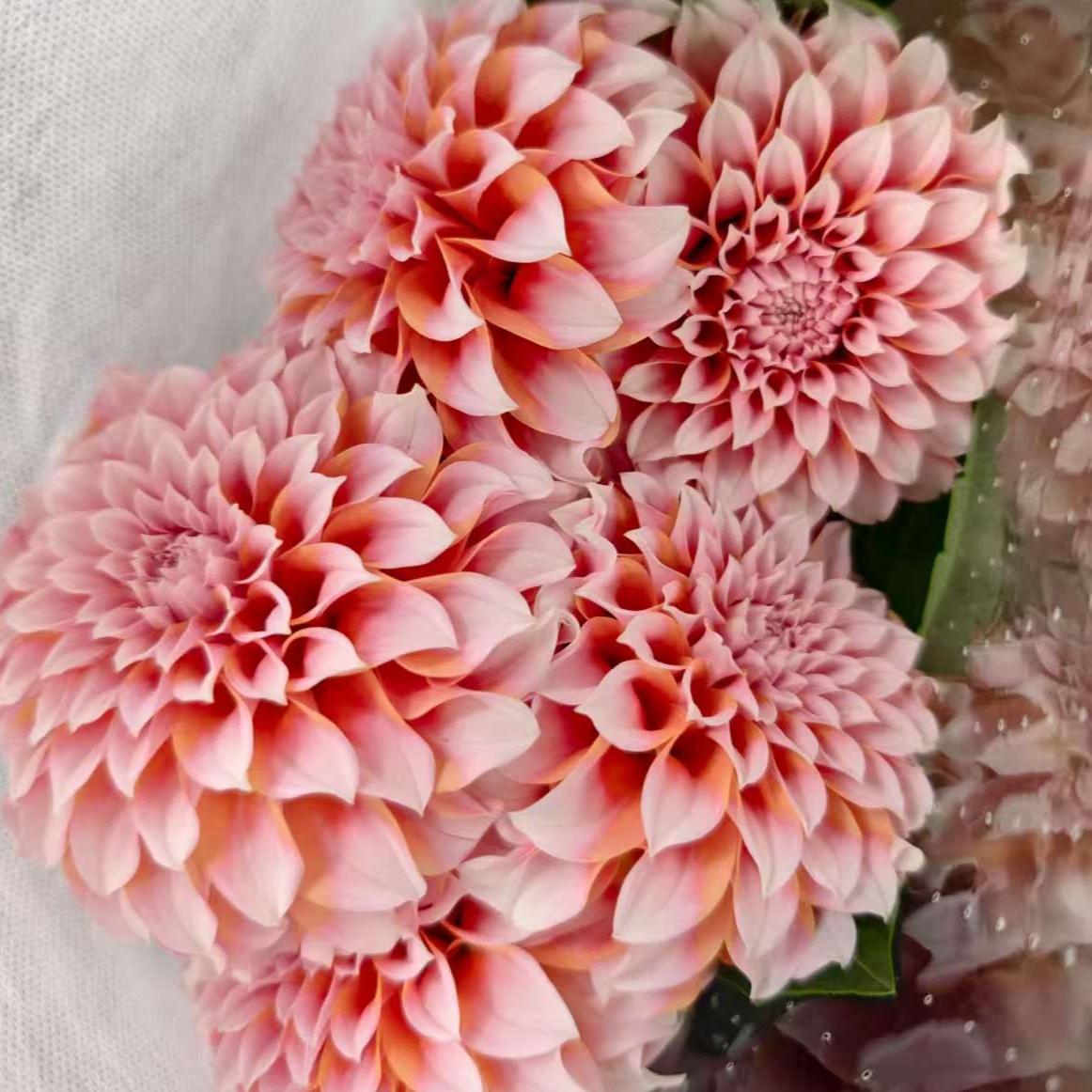 【奶油桃子】 大丽花一单包邮 云南鲜花昆明基地现采现发